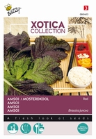 Amsoi Rood Mung Choi ( rode mosterdkool )