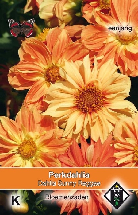 Dahlia sunny reggae