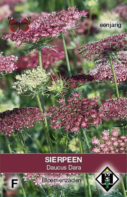 Daucus carota - Daucus Dara Sierpeen Roze - Rood