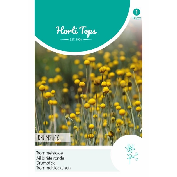 Trommelstokjes, Craspedia globosa, , Drumstick   - NIEUW