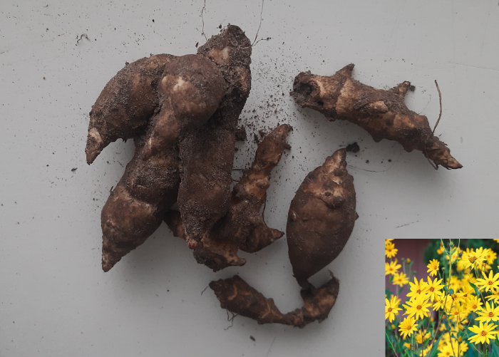 Aardpeer Helianthus tuberosus (Aardperen)  2kg