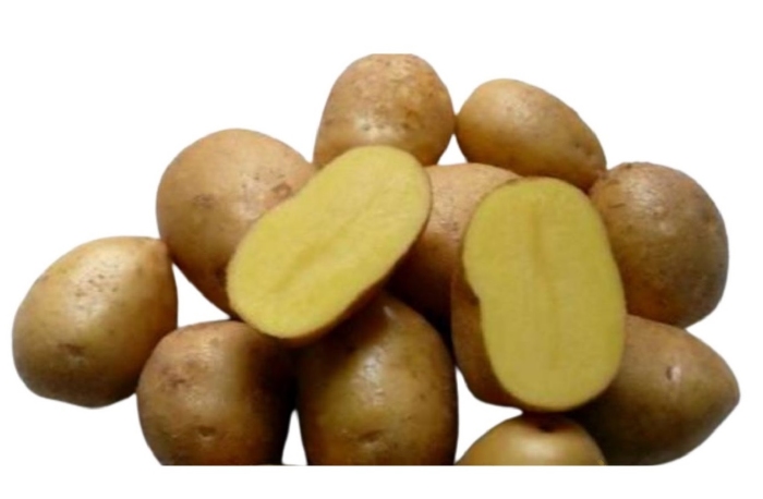 Jelly middel late pootaardappel, licht kruimig  1 kg - Nieuw  -  Leverbaar eind februari 2026