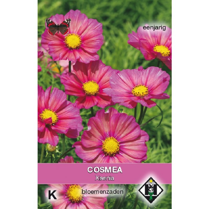 Cosmos, Cosmea bipinnatus 'Xsenia'