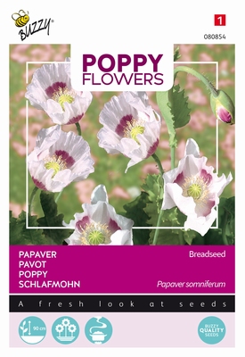 Papaver somniferum  - Breadseed - Blauwmaanzaad