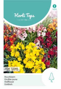 Cheiranthus Cheirii Tom Thumb laag Gemengd   (OP =OP)