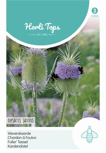 Dipsacus Sativus (Fullonum) - Weverskaarde
