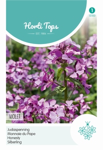 Lunaria Annua (Biennis) Violet (Judaspenning)