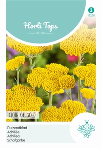 Achillea Filipendula Cloth Of Gold