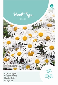 Chrysanthemum Max.Nanum Silver Princess