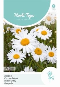 Chrysanthemum leuc. May Queen - Magriet