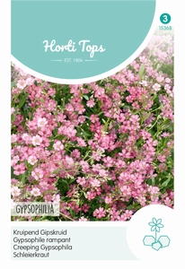 Gypsophila Repens Rose