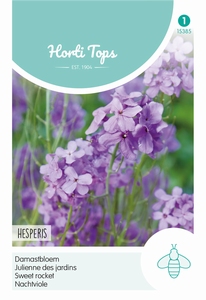 Hesperis Matronalis Violet (Damastbloem)