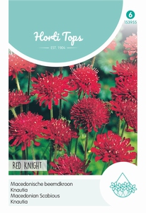Knautia macedonica Red Knight