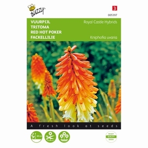 Kniphofia royal castle hybrids - Vuurpijl
