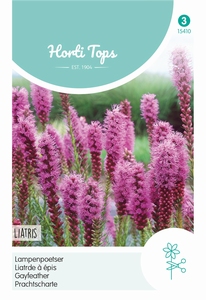 Liatris Spicata
