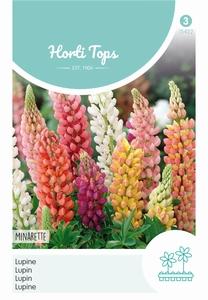 Lupinus Polyph. Russell'S Minarette Gem.