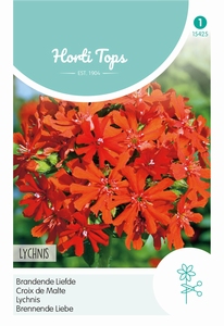 Lychnis Chalcedonica (Brandende Liefde)
