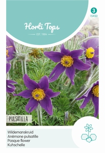Pulsatilla (Anemone) Vulgaris