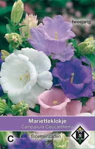 Campanula medium Calycanthema