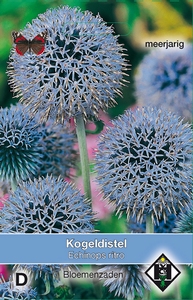 Echinops ritro