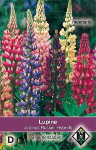 Lupinus polyphyllus Russell Mix