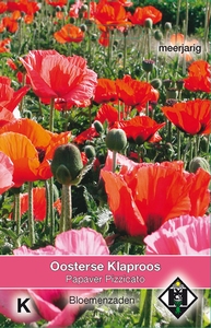 Papaver orientale Pizzicato - klaproos