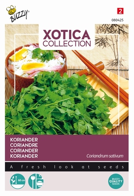 Koriander Coreandrum sativum - Koriander Cilantro