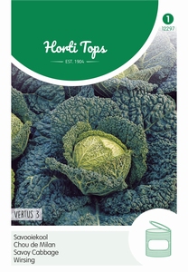 Savooiekool Vertus 3  (Grote Late Groene)