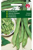 PRONKSNIJBONEN Emergo stringless  - Stoknijboon