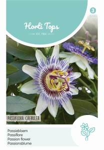 Passiflora caerulea (Passiebloem)