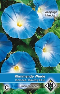 Ipomoea tricolor Heavenly Blue
