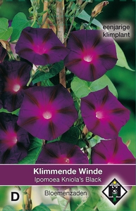 Ipomoea purpurea Kniola's Black