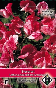 Lathyrus odoratus Americana