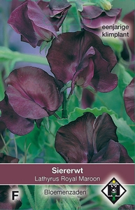 Lathyrus odoratus Royal Maroon