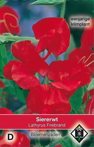 Lathyrus odoratus Firebrand