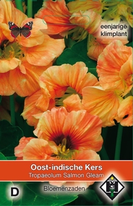 Tropaeolum majus Salmon Gleam