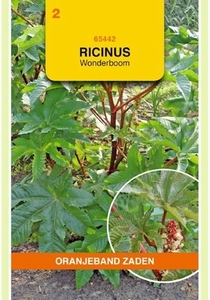 Ricinus communis Gemengd- Wonderboom  OP = OP