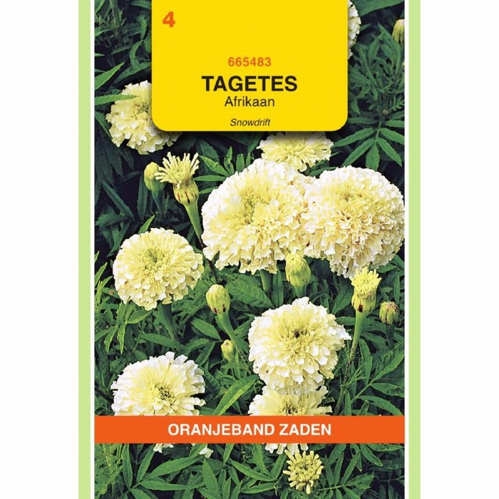 Tagetes Erecta Snowdrift    Afrikaan