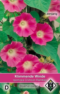 Ipomoea purpurea Crimson Rambler