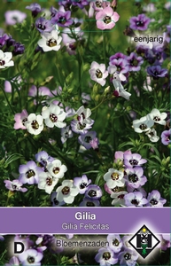 Gilia tricolor Felicitas