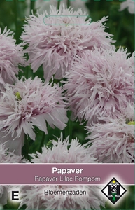 Papaver somniferum Lilac Pompom