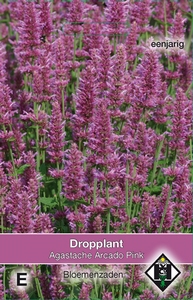 Agastache hybrida Arcado Pink - Dropplant