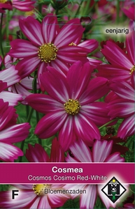 Cosmos, Cosmea bipinnatus Cosimo Red-White