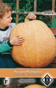 Cucurbita maxima Atlantic Giant  (pompoenachtige)