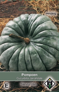 Cucurbita maxima Jarrahdale    (pompoenachtige)