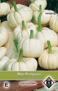 Cucurbita pepo Baby Boo   (pompoenachtige)