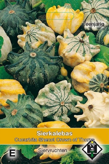 Cucurbita pepo Shenot Crown of Thorns  (pompoenachtige)