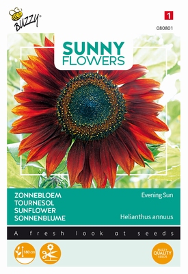 Helianthus zonnebloemen, Avond Zon, bruinrood, 180cm hoog