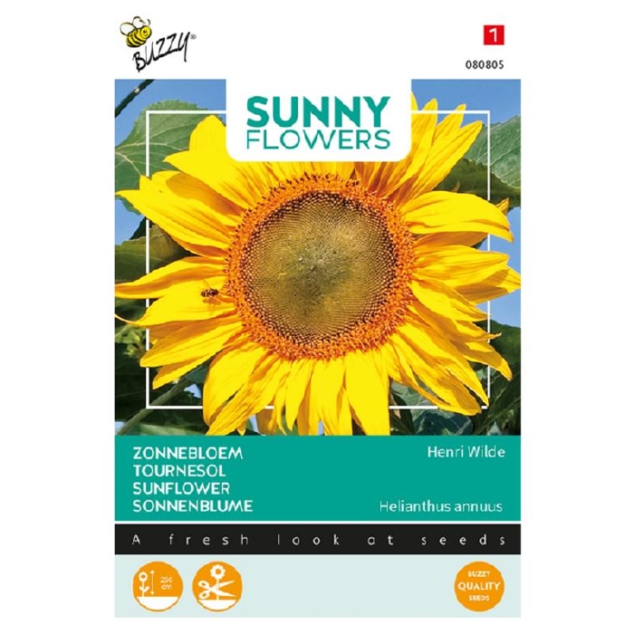 Helianthus zonnebloemen King Kong sterk vertakkend 300cm hg.
