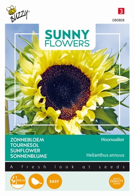 Helianthus zonnebloemen Moonwalker, ook vogelvoer 250cm hoog